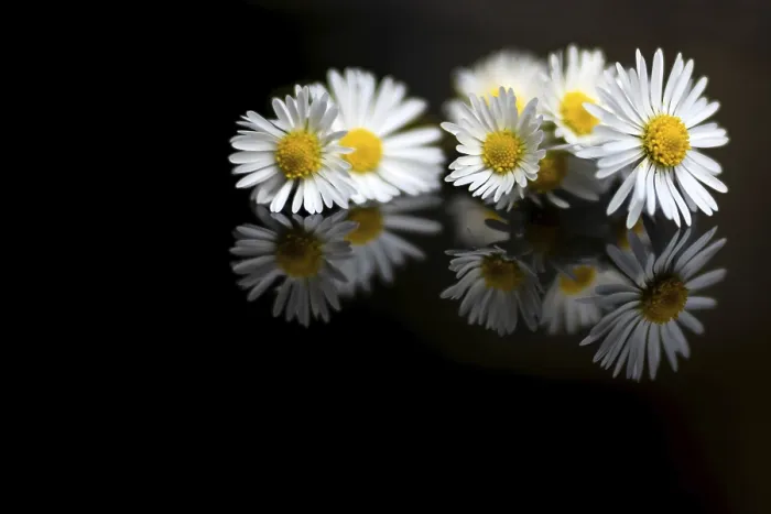 Framed Print : Spring Daisies Reflected in Black Print Framed Print : Spring Daisies Reflected in Black Print