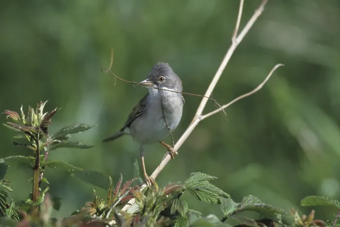 Framed Print : Whitethroat (Sylvia communis) Print with Nesting Material Framed Print : Whitethroat (Sylvia communis) Print with Nesting Material