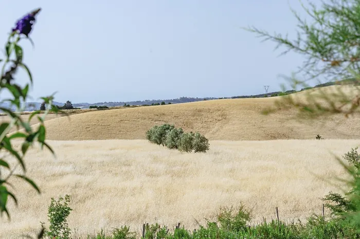 Framed Print : Wide Fields Print with Scattered Trees Under Clear Sky Framed Print : Wide Fields Print with Scattered Trees Under Clear Sky