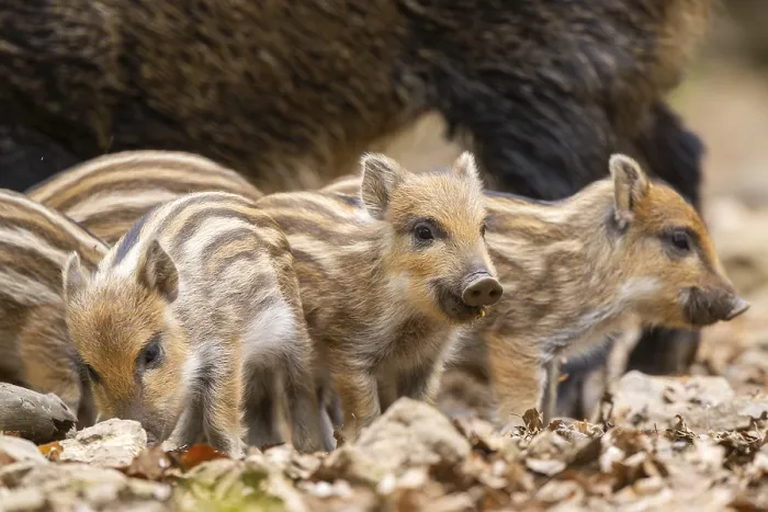 Framed Print : Wild Boar Piglets Print, Bavaria, Germany Framed Print : Wild Boar Piglets Print, Bavaria, Germany