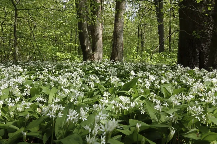 Framed Print : Wild Garlic in a Forest Print Framed Print : Wild Garlic in a Forest Print