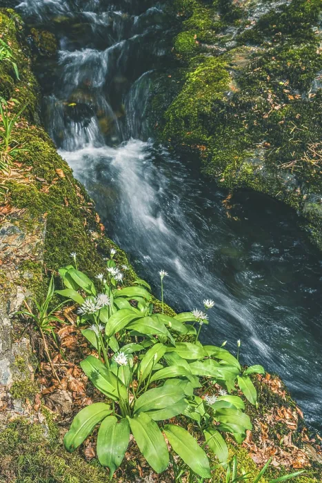 Framed Print : Wild Garlic Print, Devon Stream Scene Framed Print : Wild Garlic Print, Devon Stream Scene