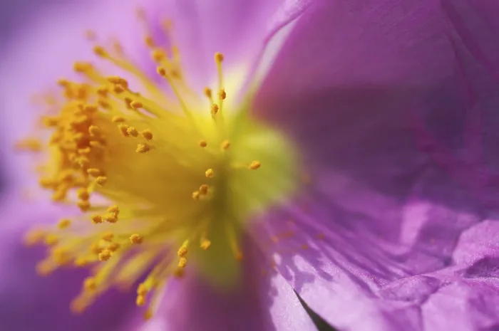 Framed Print : Wild Geranium Print Framed Print : Wild Geranium Print
