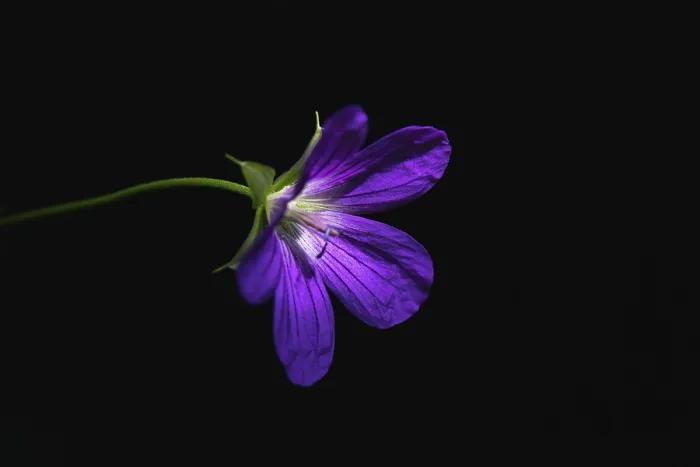 Framed Print : Wild Geranium Print - Violet Flower Still Life Framed Print : Wild Geranium Print - Violet Flower Still Life