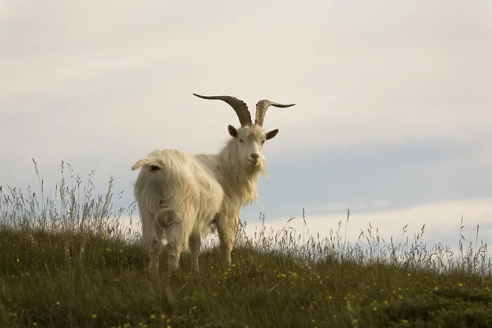 Framed Print : Wild Kashmir Goats Print, Great Orme, Llandudno Framed Print : Wild Kashmir Goats Print, Great Orme, Llandudno