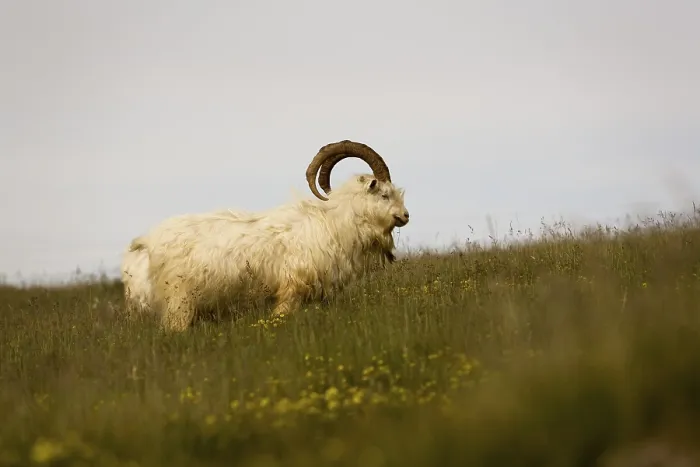 Framed Print : Wild Kashmir Goats Print - Great Orme, Llandudno, Wales Framed Print : Wild Kashmir Goats Print - Great Orme, Llandudno, Wales