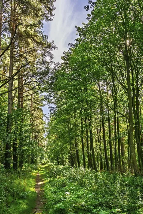 Framed Print : A Wild Path in the Forest Print Framed Print : A Wild Path in the Forest Print