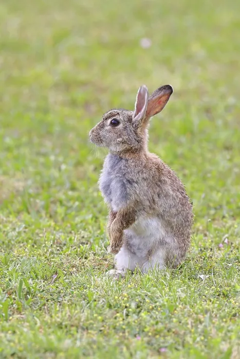 Framed Print : Wild Rabbit Print, Podersdorf, Austria Framed Print : Wild Rabbit Print, Podersdorf, Austria