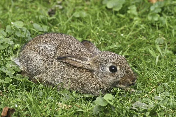 Framed Print : Wild Rabbit Print, Oryctolagus cuniculus Framed Print : Wild Rabbit Print, Oryctolagus cuniculus