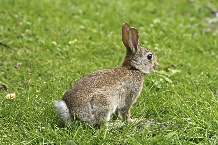 Framed Print : Wild Rabbit Print, Oryctolagus cuniculus Framed Print : Wild Rabbit Print, Oryctolagus cuniculus