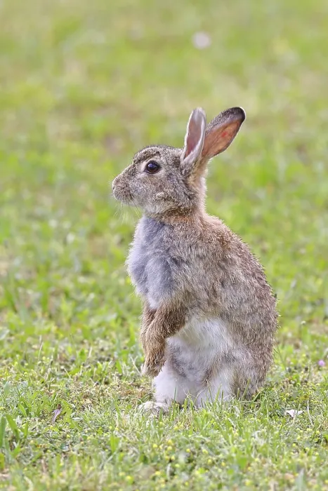 Framed Print : Wild Rabbit Print, Podersdorf, Austria Framed Print : Wild Rabbit Print, Podersdorf, Austria