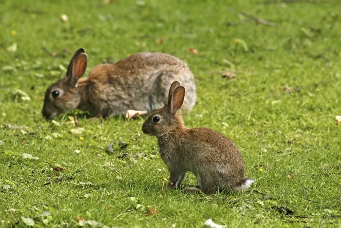 Framed Print : Wild Rabbit Print, Oryctolagus cuniculus Framed Print : Wild Rabbit Print, Oryctolagus cuniculus