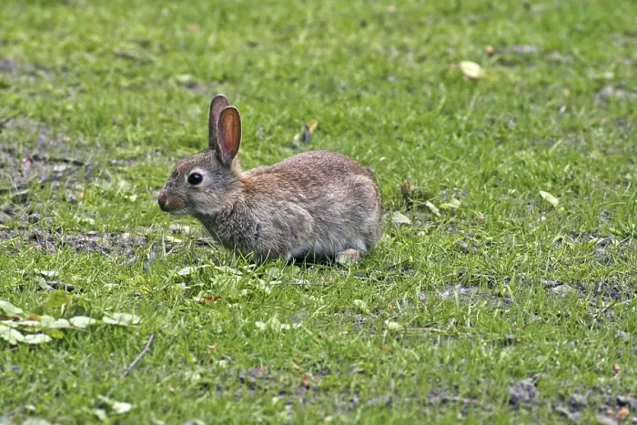 Framed Print : Wild Rabbit Print, Oryctolagus cuniculus Framed Print : Wild Rabbit Print, Oryctolagus cuniculus