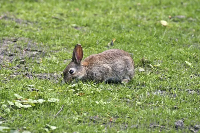 Framed Print : Wild Rabbit Print, Oryctolagus cuniculus Framed Print : Wild Rabbit Print, Oryctolagus cuniculus
