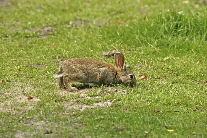 Framed Print : Wild Rabbit Print, Oryctolagus cuniculus Framed Print : Wild Rabbit Print, Oryctolagus cuniculus