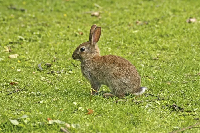 Framed Print : Wild Rabbit Print, Oryctolagus cuniculus Framed Print : Wild Rabbit Print, Oryctolagus cuniculus