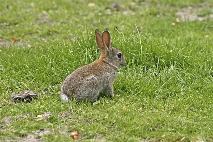Framed Print : Wild Rabbit Print, Oryctolagus cuniculus Framed Print : Wild Rabbit Print, Oryctolagus cuniculus