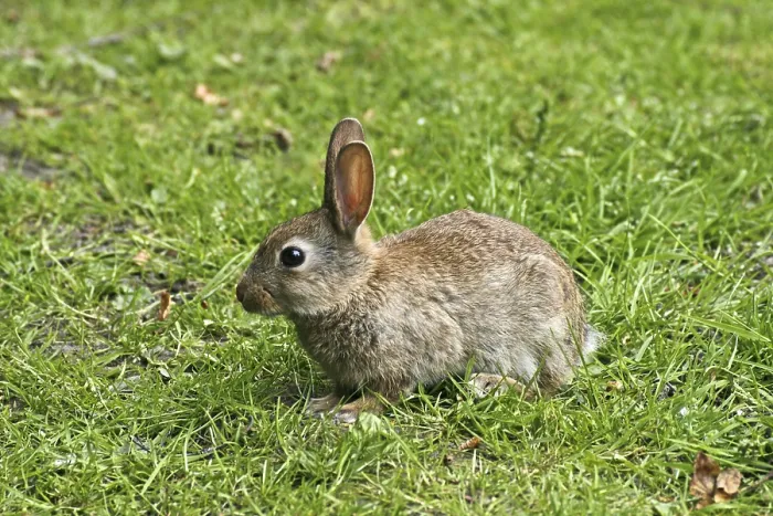 Framed Print : Wild Rabbit Print, Oryctolagus cuniculus Framed Print : Wild Rabbit Print, Oryctolagus cuniculus