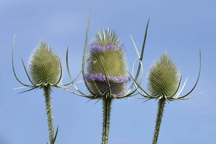 Framed Print : Wild Teasel in Bloom Print