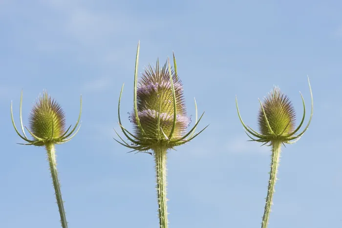 Framed Print : Wild Teasel (Dipsacus fullonum) Print, Suffolk, England Framed Print : Wild Teasel (Dipsacus fullonum) Print, Suffolk, England