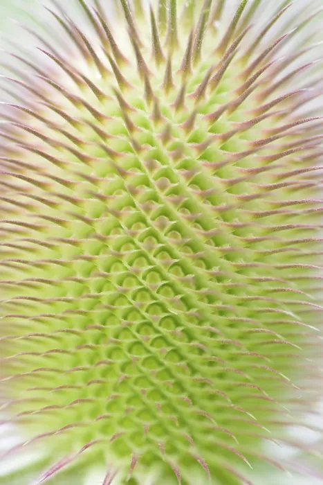 Framed Print : Wild Teasel Print (Dipsacus fullonum) Framed Print : Wild Teasel Print (Dipsacus fullonum)