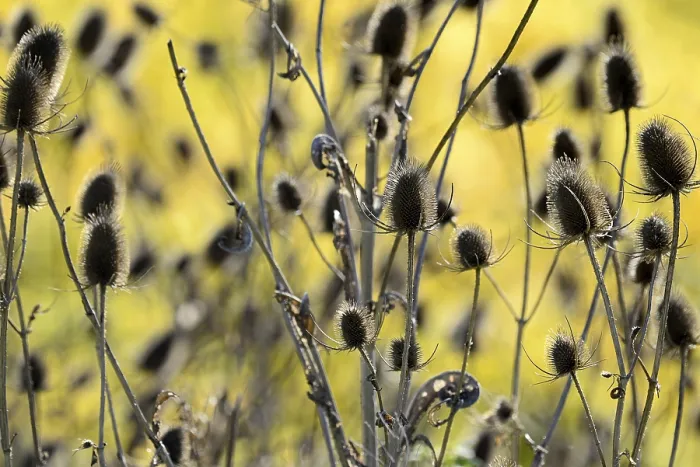 Framed Print : Wild Teasel Print (Dipsacus fullonum), Moselle, Germany Framed Print : Wild Teasel Print (Dipsacus fullonum), Moselle, Germany