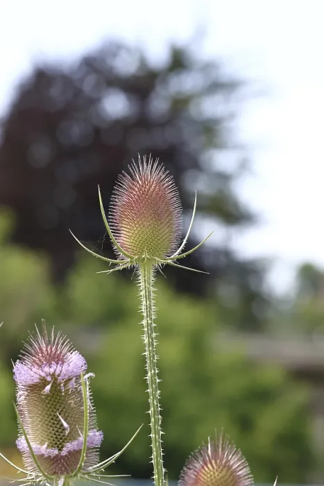 Framed Print : Wild Teasel (Dipsacus fullonum) Print - Haiger, Germany Framed Print : Wild Teasel (Dipsacus fullonum) Print - Haiger, Germany