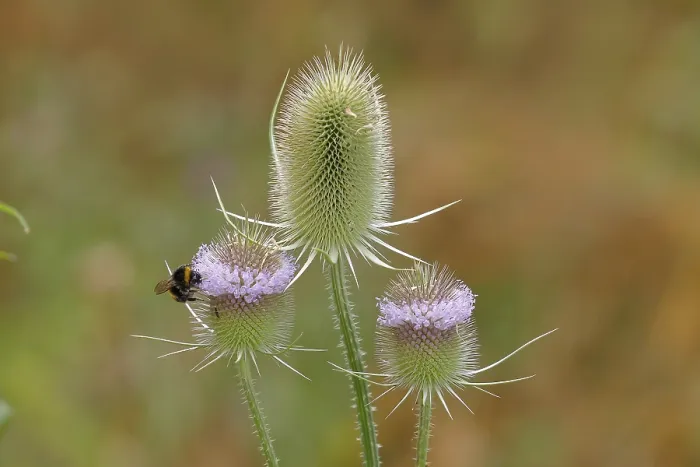 Framed Print : Wild Teasel (Dipsacus fullonum) Print, Franconia, Germany Framed Print : Wild Teasel (Dipsacus fullonum) Print, Franconia, Germany