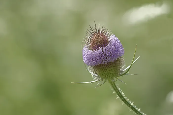 Framed Print : Wild Teasel (Dipsacus fullonum) Print, Haiger, Germany Framed Print : Wild Teasel (Dipsacus fullonum) Print, Haiger, Germany