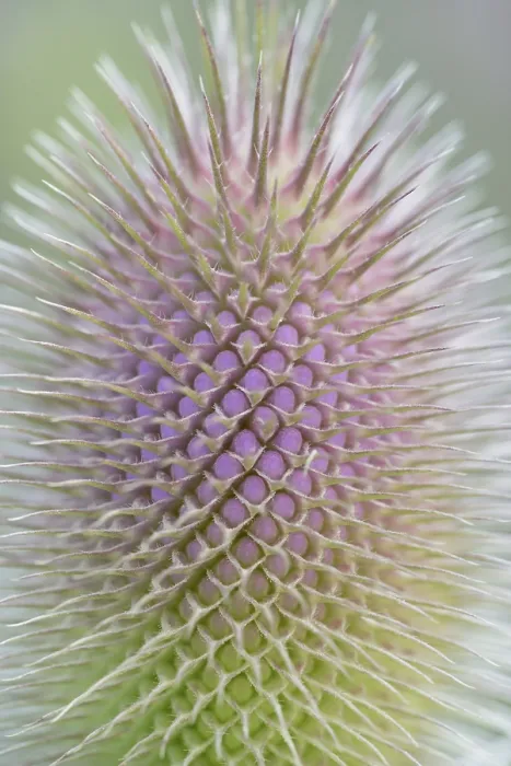 Framed Print : Wild Teasel Print - Close-up of Inflorescence, Germany Framed Print : Wild Teasel Print - Close-up of Inflorescence, Germany