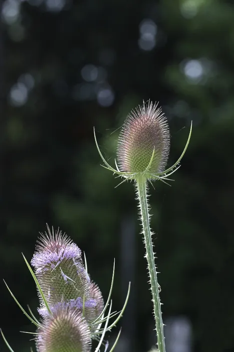 Framed Print : Wild Teasel Print, Haiger, Germany Framed Print : Wild Teasel Print, Haiger, Germany