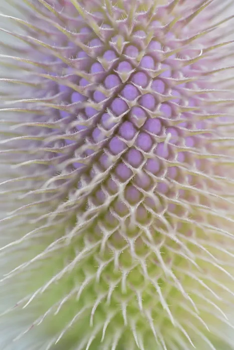 Framed Print : Wild Teasel Print - Close-up of Inflorescence Framed Print : Wild Teasel Print - Close-up of Inflorescence