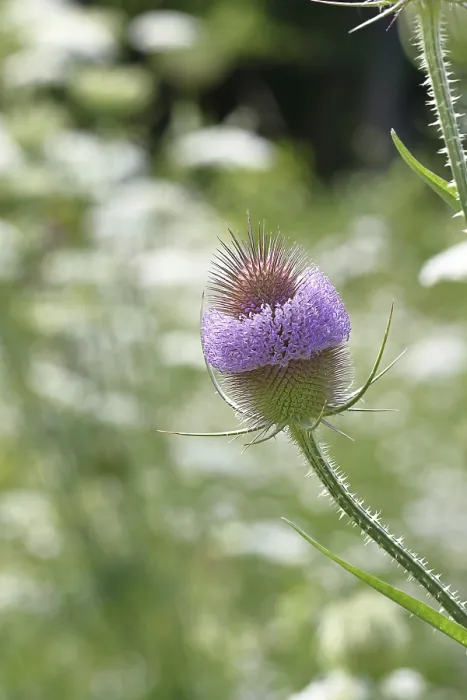 Framed Print : Wild Teasel Print - Haiger, Germany Framed Print : Wild Teasel Print - Haiger, Germany