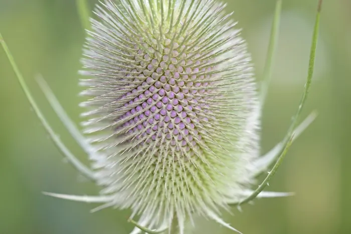 Framed Print : Wild Teasel Print - Close-up of Inflorescence Framed Print : Wild Teasel Print - Close-up of Inflorescence