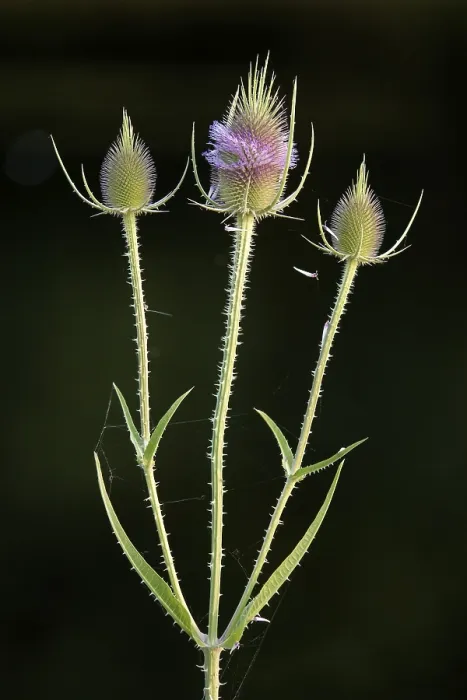 Framed Print : Wild Teasel Print - Dipsacus fullonum, Germany Framed Print : Wild Teasel Print - Dipsacus fullonum, Germany
