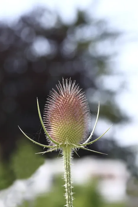 Framed Print : Wild Teasel Print, Haiger, Germany Framed Print : Wild Teasel Print, Haiger, Germany