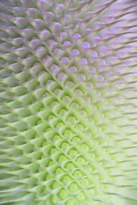 Framed Print : Wild Teasel Print, Close-up of Inflorescence Framed Print : Wild Teasel Print, Close-up of Inflorescence