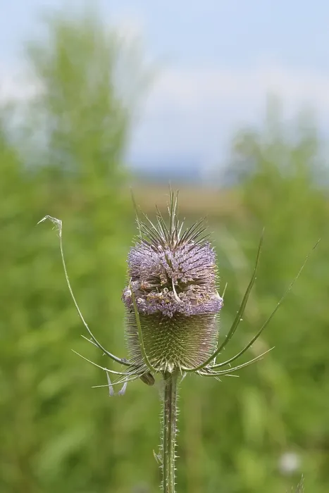 Framed Print : Wild Teasel (Dipsacus fullonum) Print, Haiger, Germany Framed Print : Wild Teasel (Dipsacus fullonum) Print, Haiger, Germany