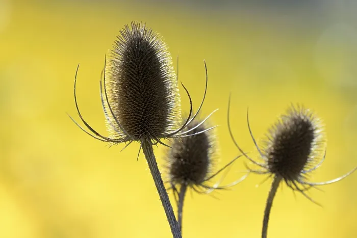 Framed Print : Wild Teasel Print, Moselle Region, Germany Framed Print : Wild Teasel Print, Moselle Region, Germany
