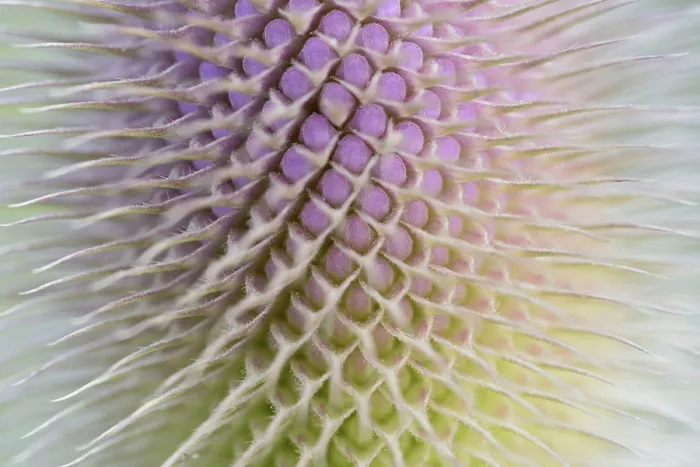Framed Print : Wild Teasel Print - Close-up of Inflorescence Framed Print : Wild Teasel Print - Close-up of Inflorescence