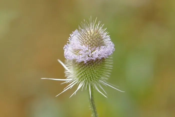 Framed Print : Wild Teasel Print - Dipsacus fullonum, Bavaria, Germany Framed Print : Wild Teasel Print - Dipsacus fullonum, Bavaria, Germany