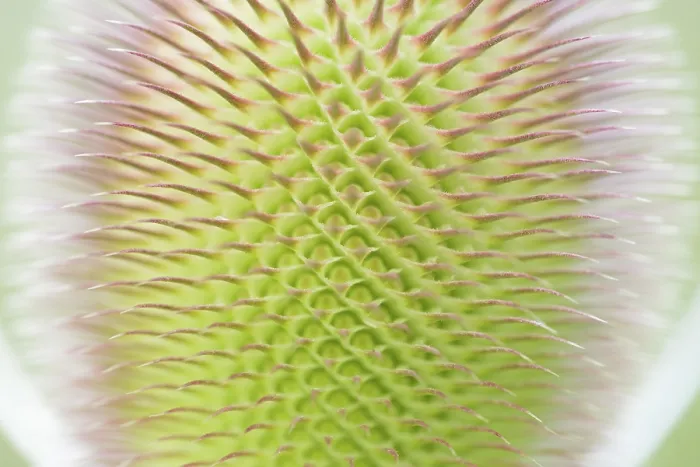 Framed Print : Wild Teasel Print - Close-up of Inflorescence