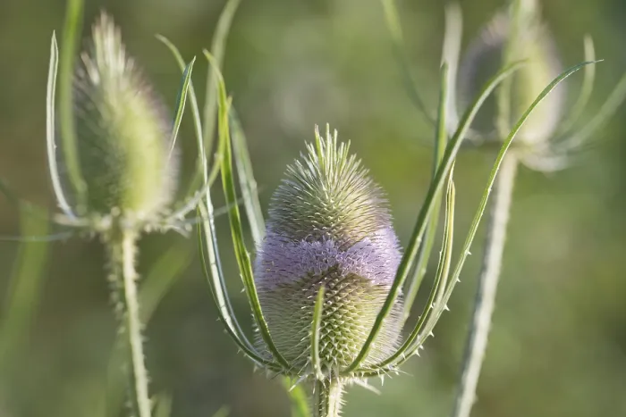 Framed Print : Wild Teasel Print, Velbert, Germany Framed Print : Wild Teasel Print, Velbert, Germany