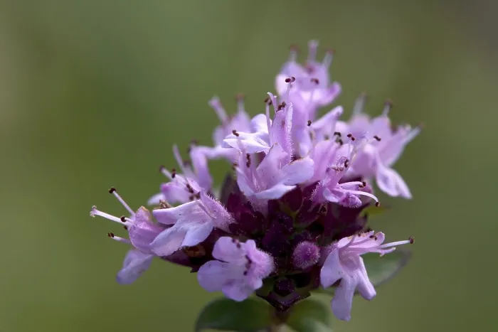 Framed Print : Wild Thyme Print (Thymus serpyllum) Framed Print : Wild Thyme Print (Thymus serpyllum)