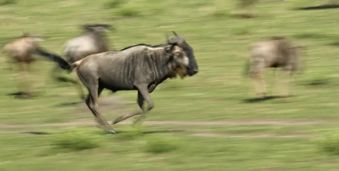 Framed Print : Wildebeest Migration Print, Masai Mara, Kenya Framed Print : Wildebeest Migration Print, Masai Mara, Kenya