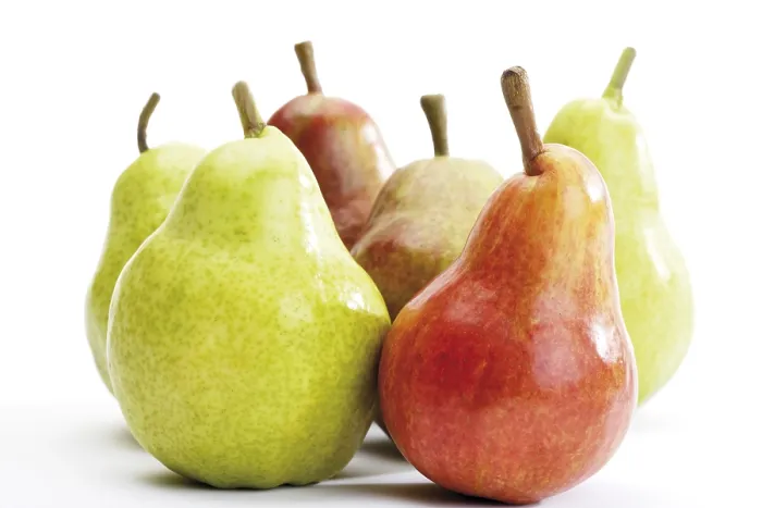 Framed Print : Williams- or Bartlett Pears Print Framed Print : Williams- or Bartlett Pears Print