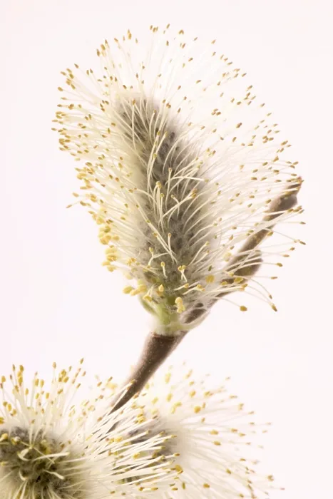 Framed Print : Willow Print by ImageBROKER Framed Print : Willow Print by ImageBROKER