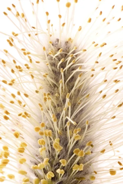 Framed Print : Willow Print by ImageBROKER Framed Print : Willow Print by ImageBROKER