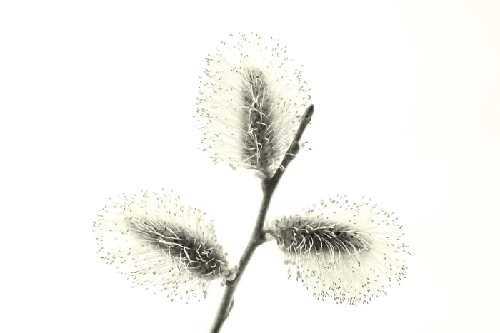 Framed Print : Willow Print by ImageBROKER Framed Print : Willow Print by ImageBROKER