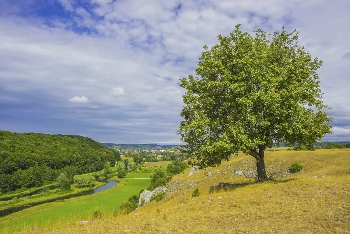 Framed Print : Willow Beech Print, Eselsburg Valley, Germany Framed Print : Willow Beech Print, Eselsburg Valley, Germany